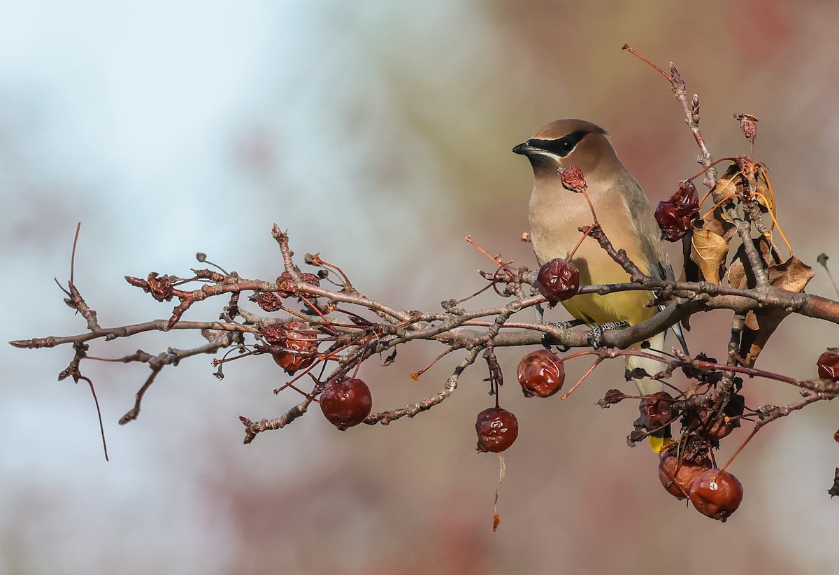 Cedar Waxwing - ML645621737