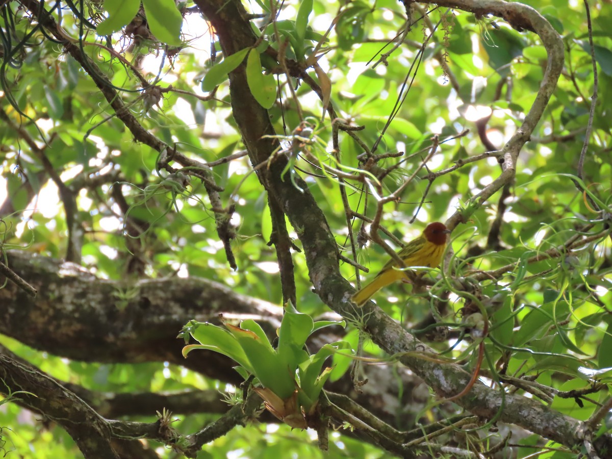 Mangrove Yellow Warbler (Panama) - ML645621738
