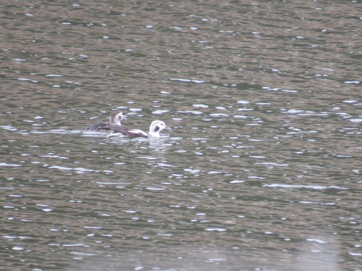 Long-tailed Duck - ML645621742