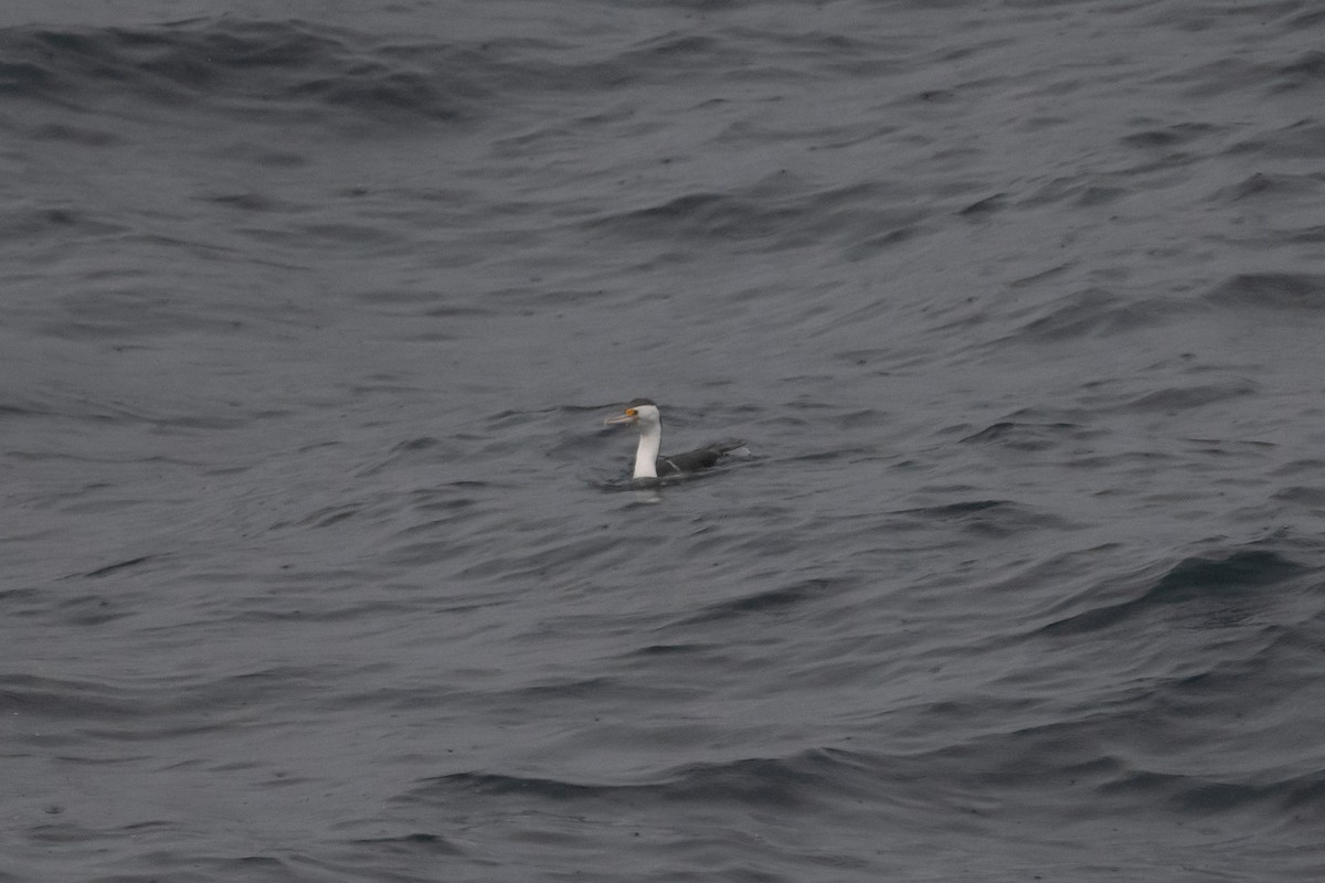 Pied Cormorant - ML645621743