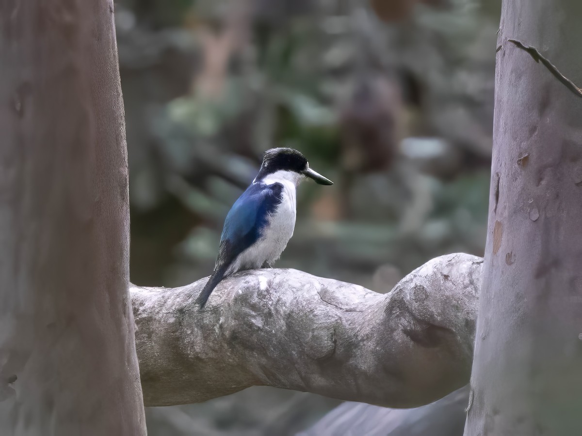 Forest Kingfisher - ML645621753