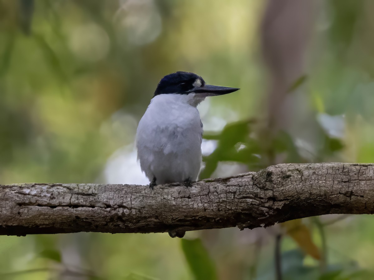 Forest Kingfisher - ML645621754