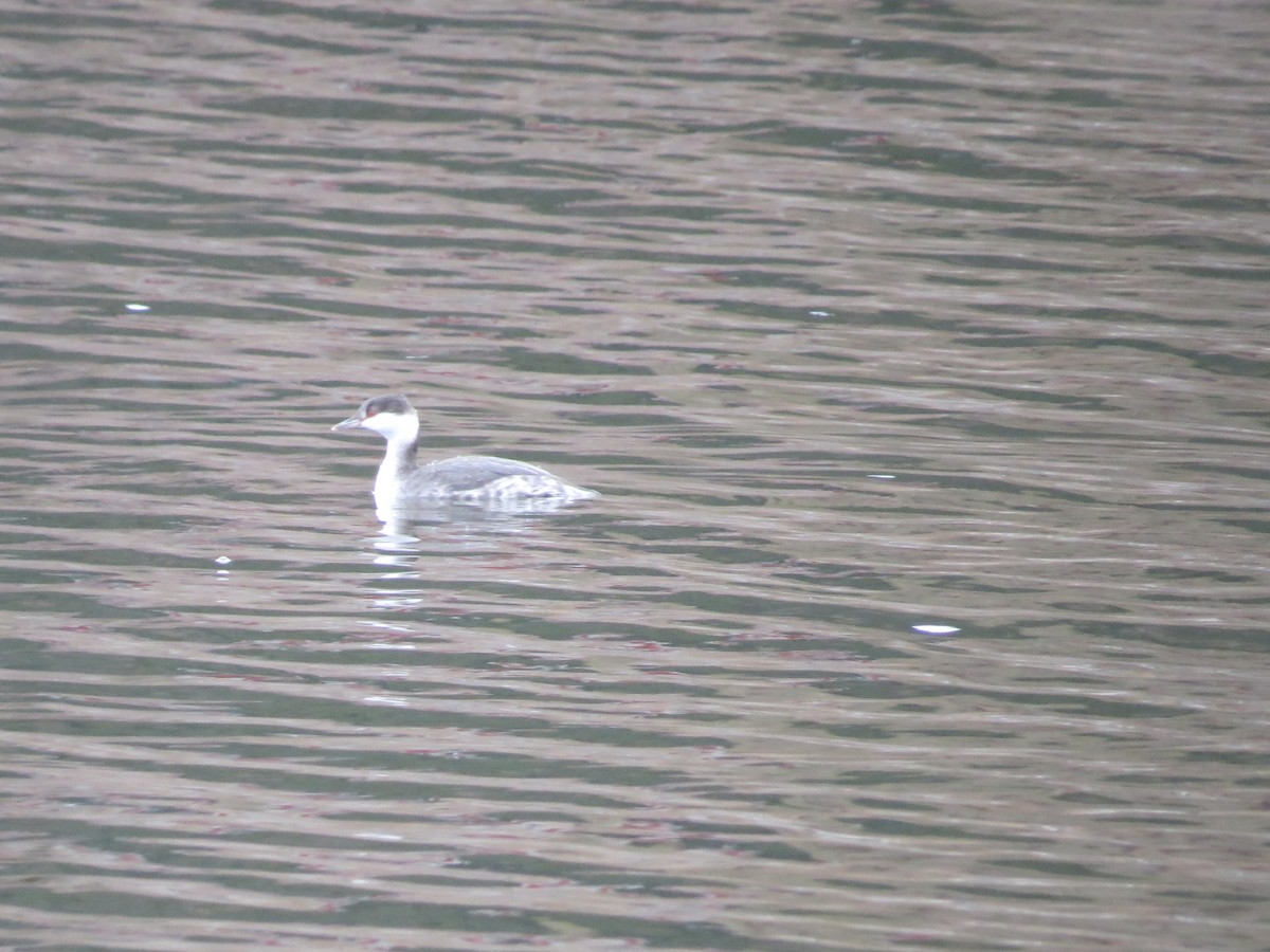 Horned Grebe - ML645621758