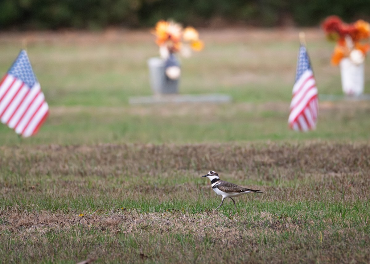 Killdeer - ML645621760