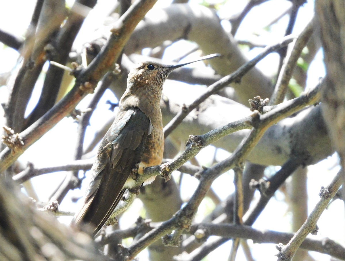 Giant Hummingbird - ML645621761