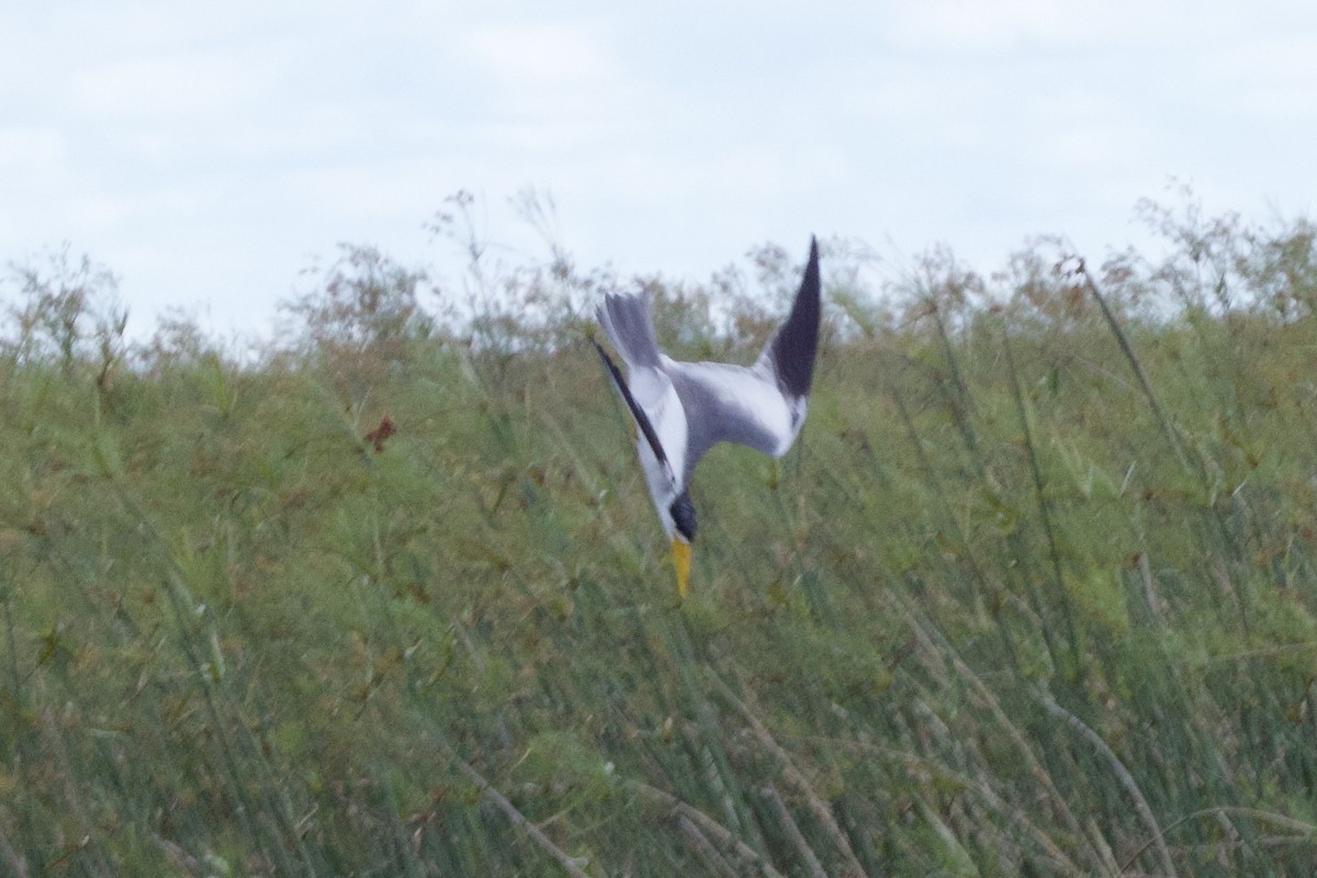 Yellow-billed Tern - ML645621764
