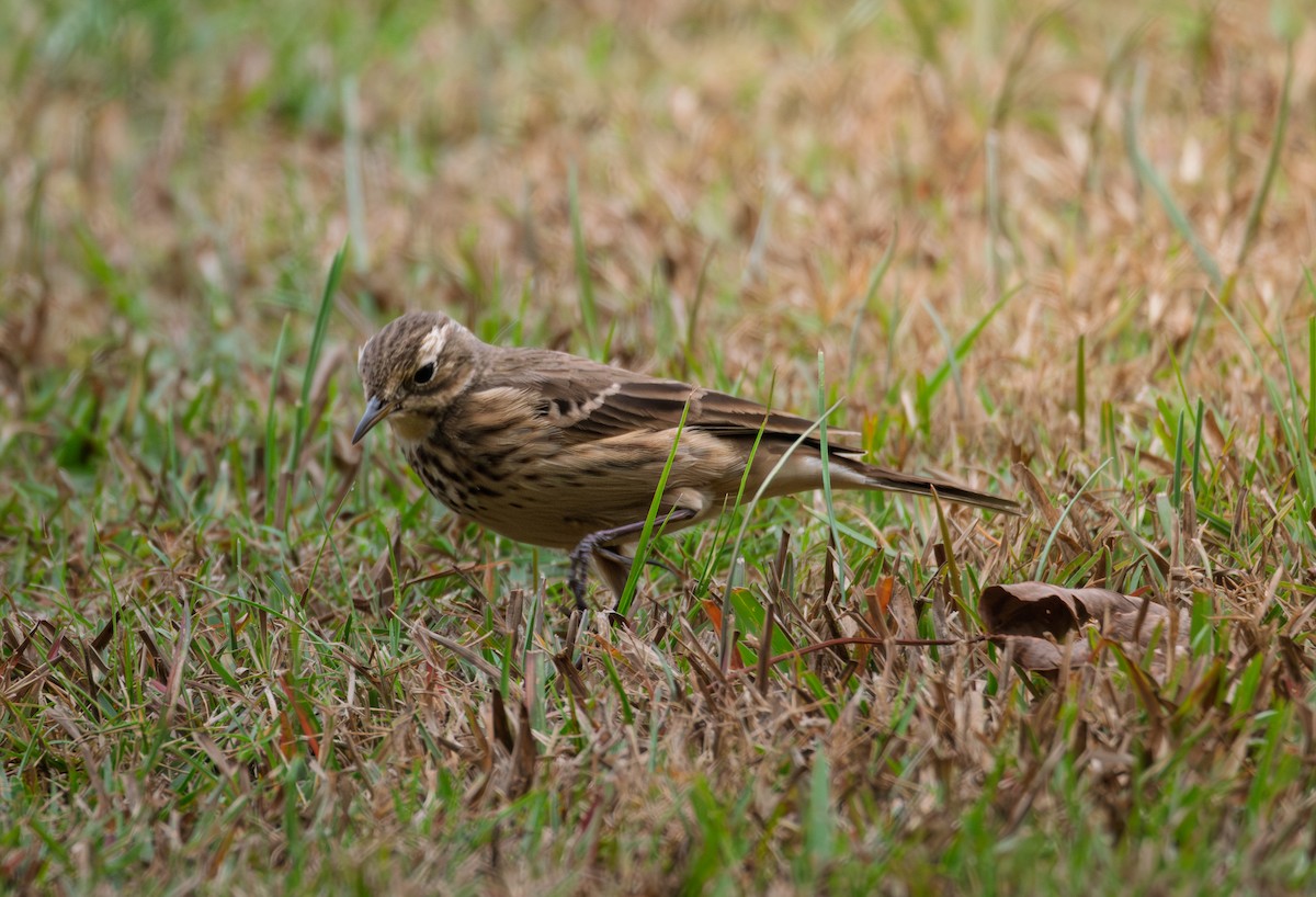 American Pipit - ML645621770