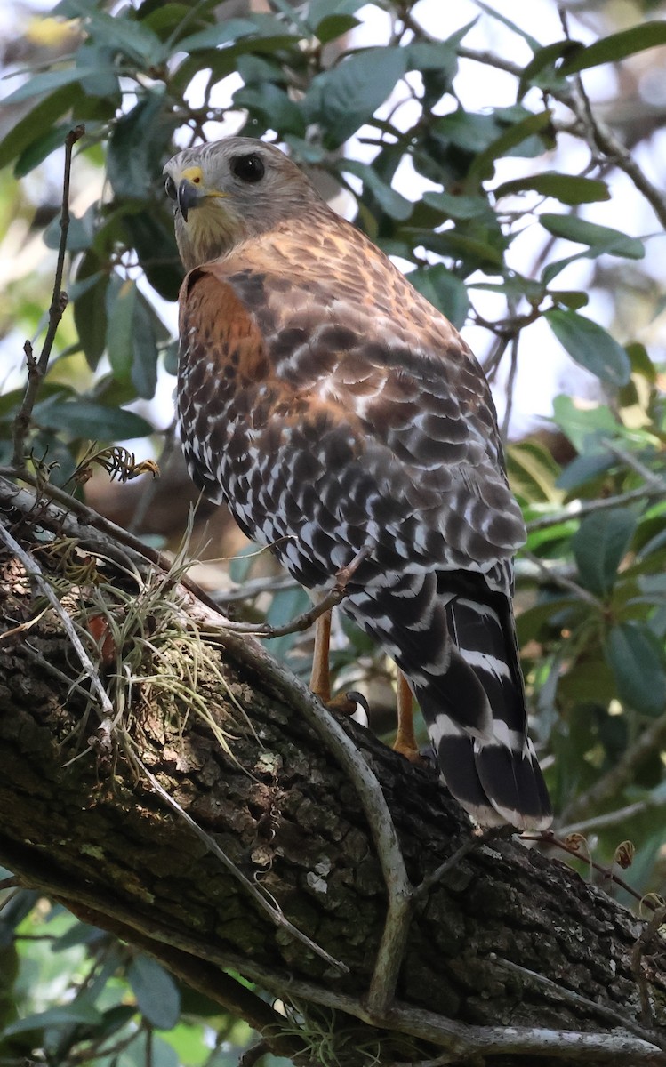 Red-shouldered Hawk - ML645621773