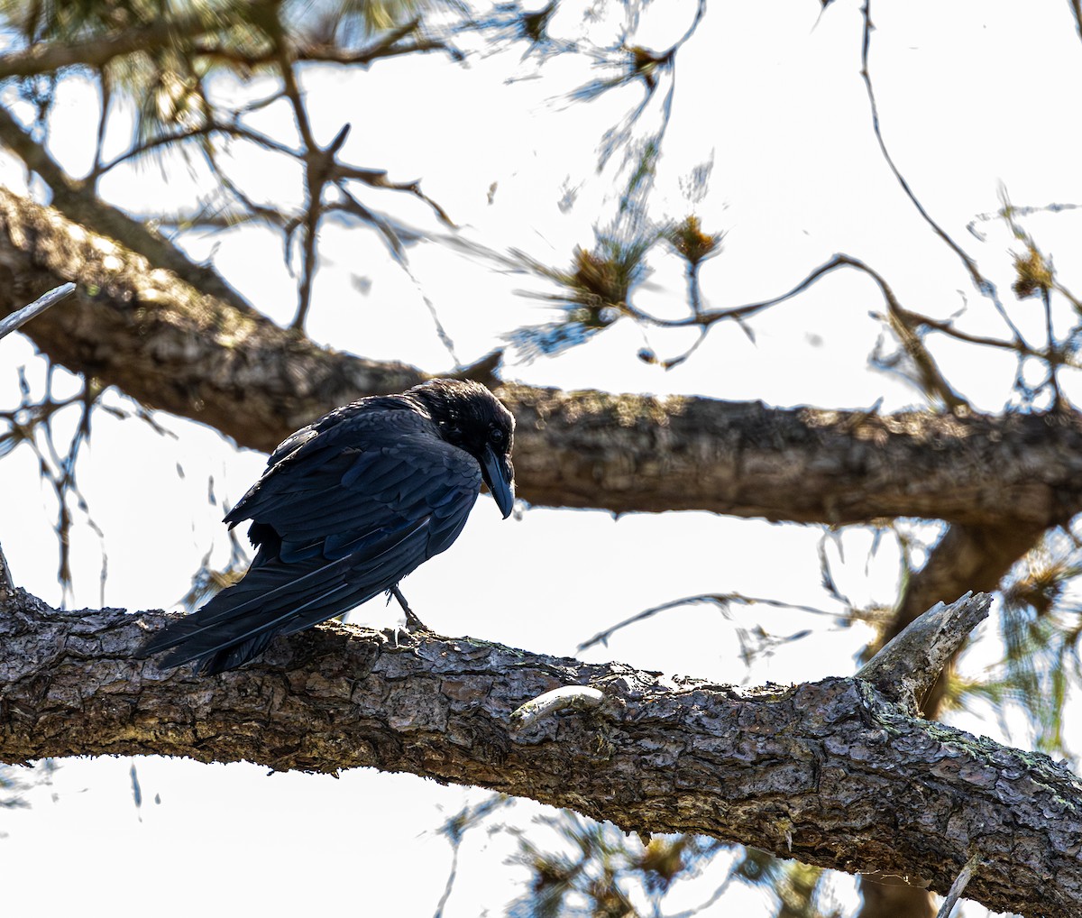 Cuervo Grande - ML645621777