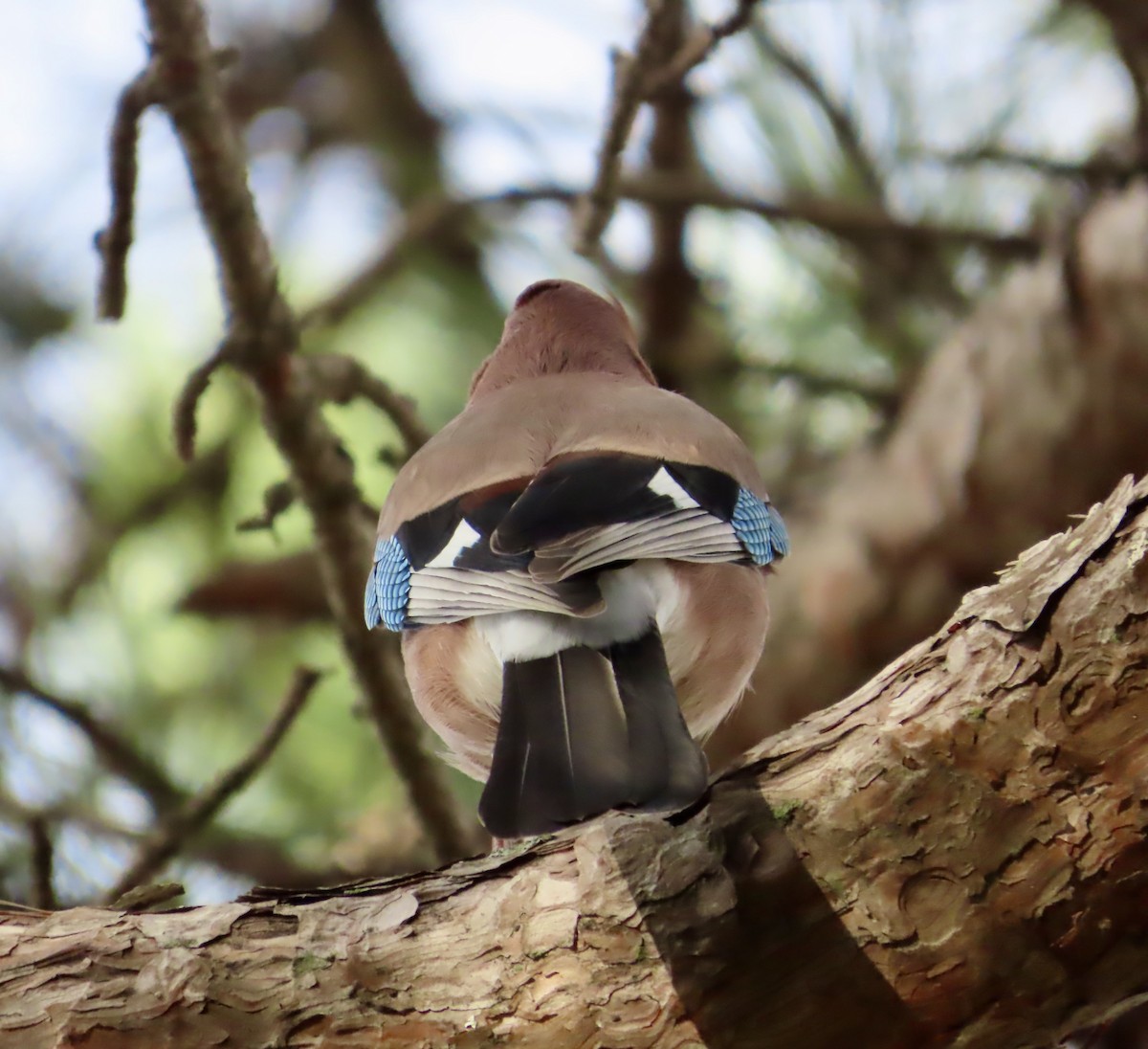 Ghiandaia - ML645621780