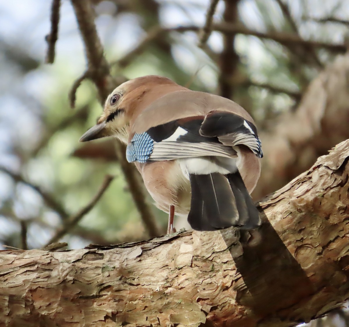 Ghiandaia - ML645621781