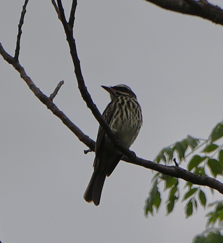 Streaked Flycatcher - ML645621783
