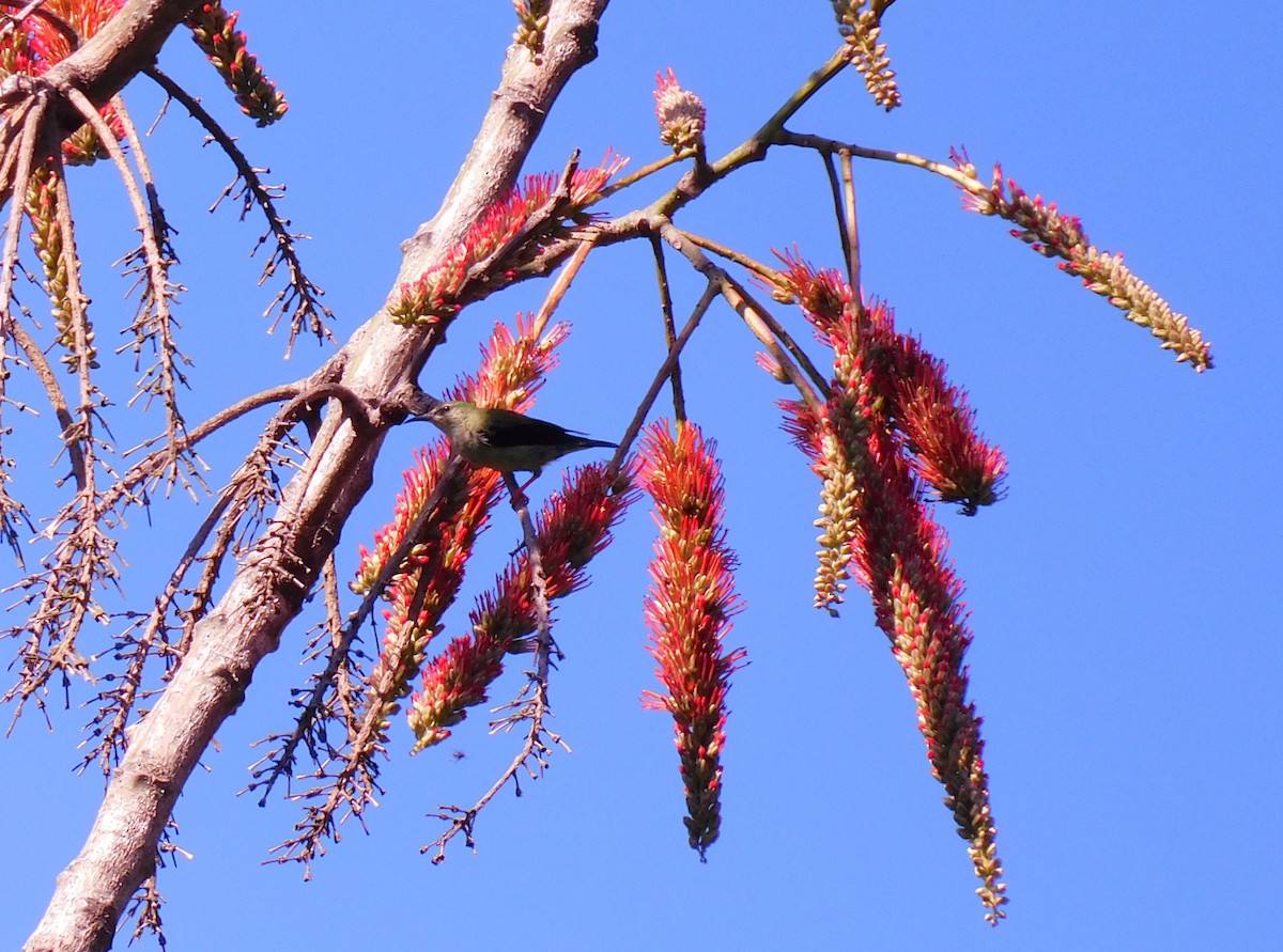 Красноногий саи - ML645621786