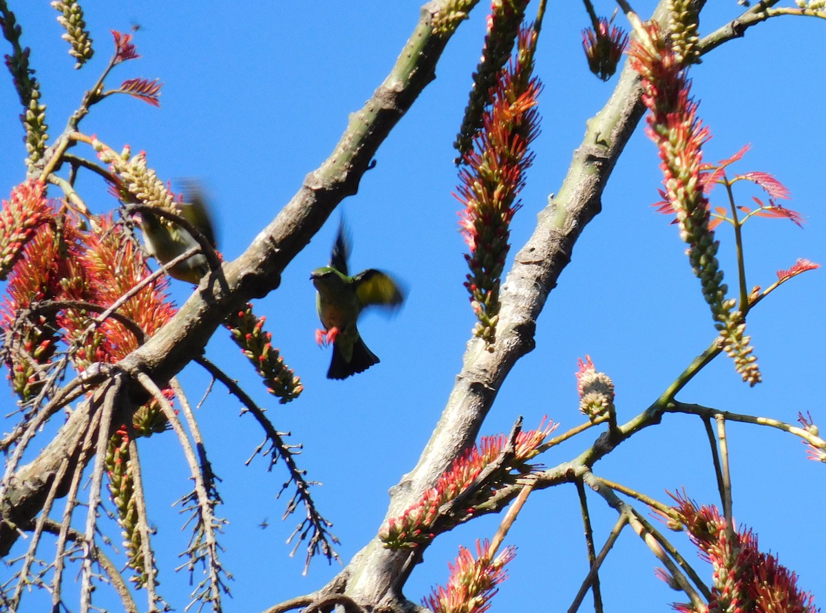 Красноногий саи - ML645621787