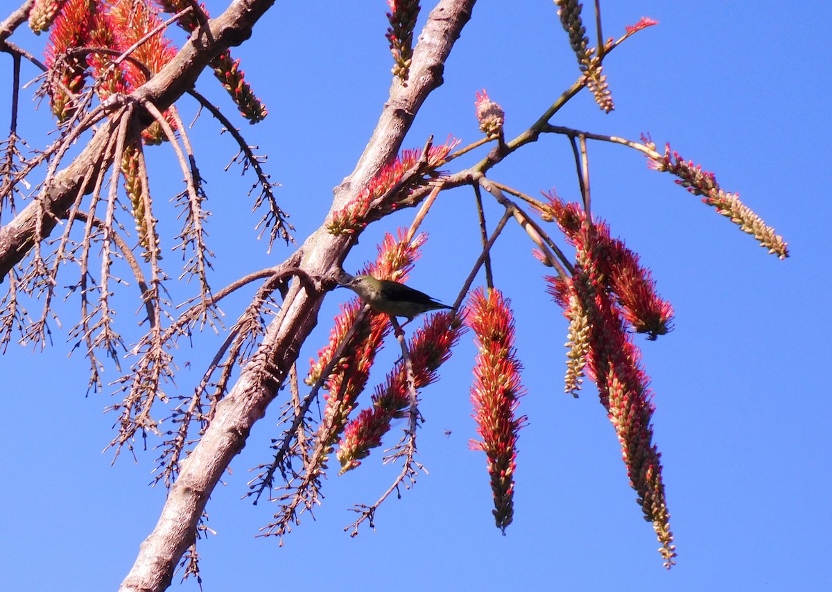 Красноногий саи - ML645621788