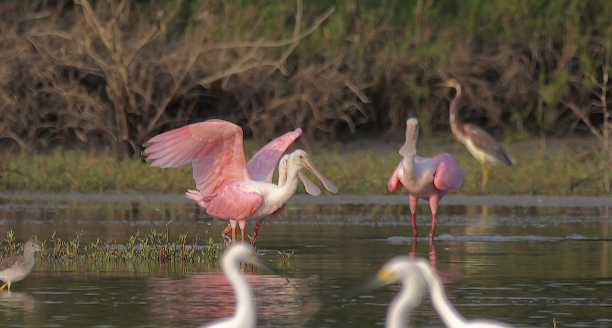 Roseate Spoonbill - ML645621790
