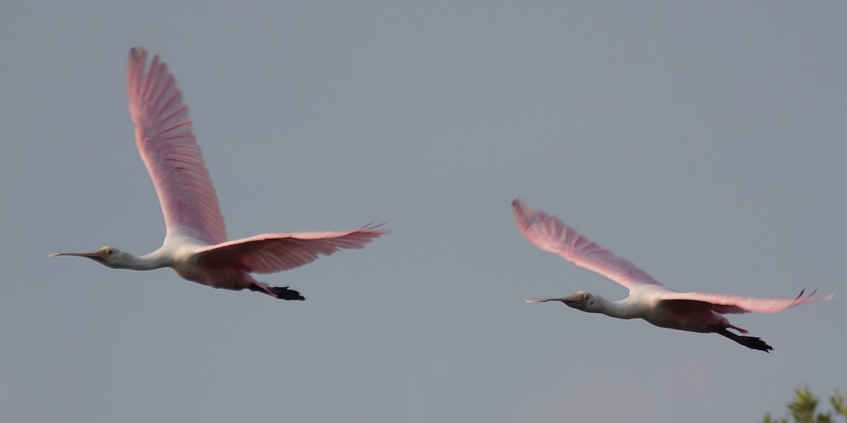 Roseate Spoonbill - ML645621791