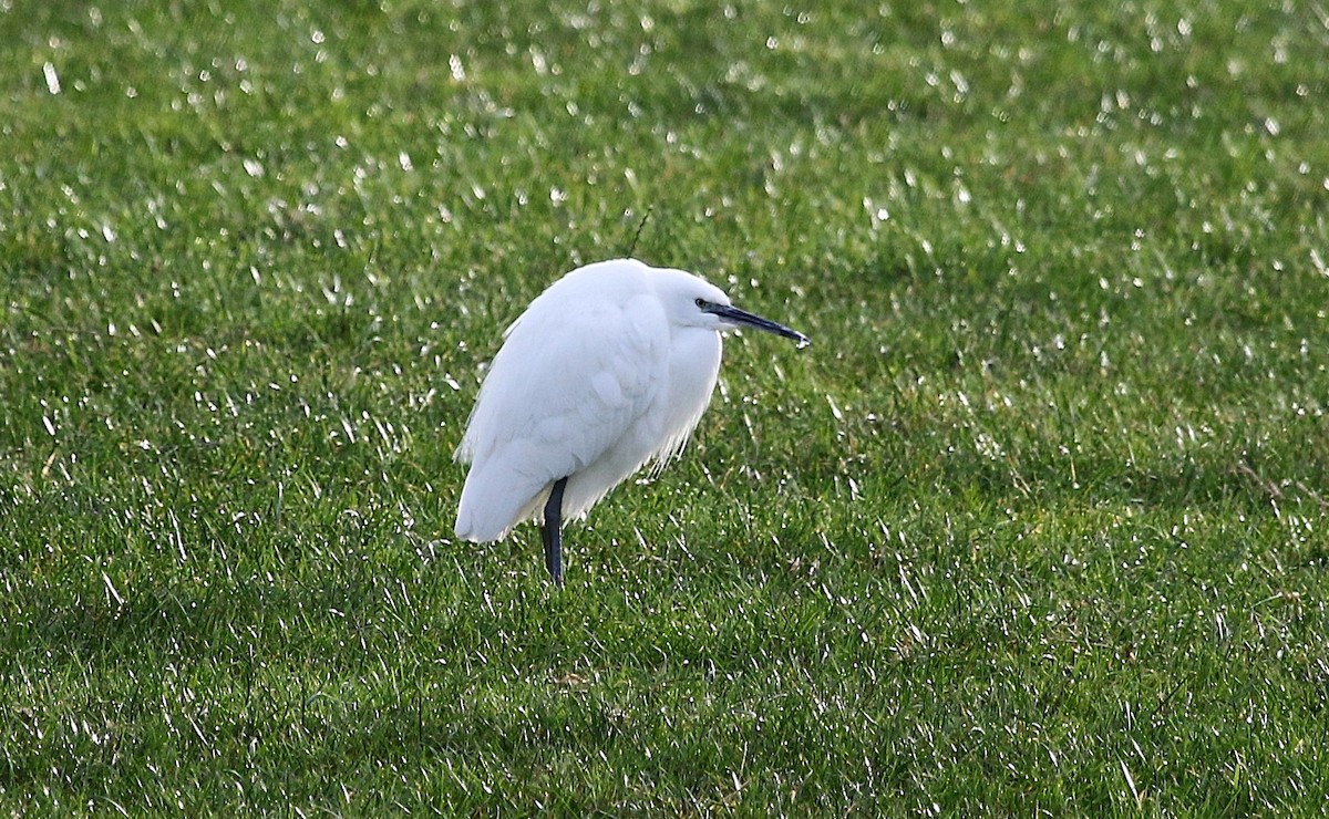 Хурган дэглий - ML645621793