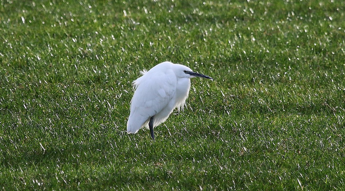 Хурган дэглий - ML645621794