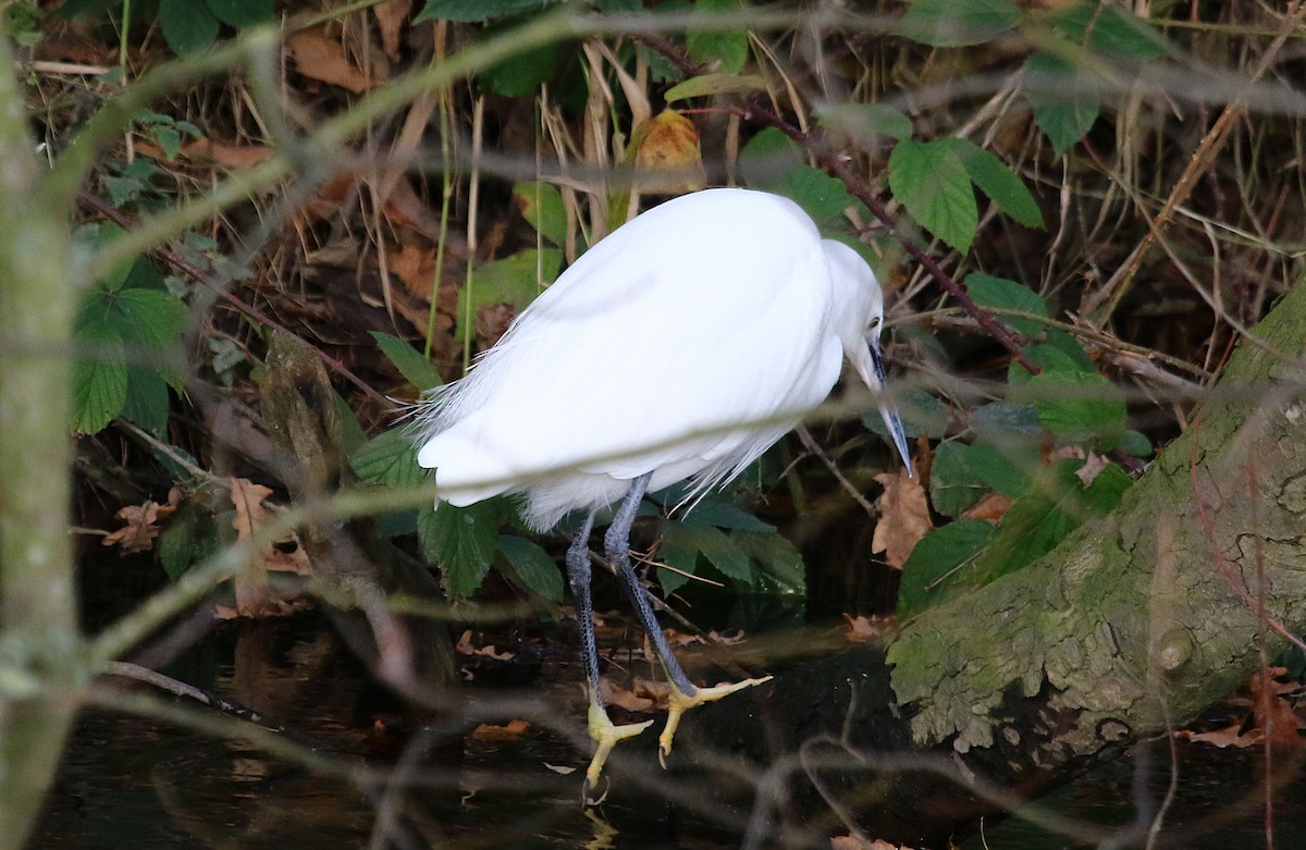 Хурган дэглий - ML645621795