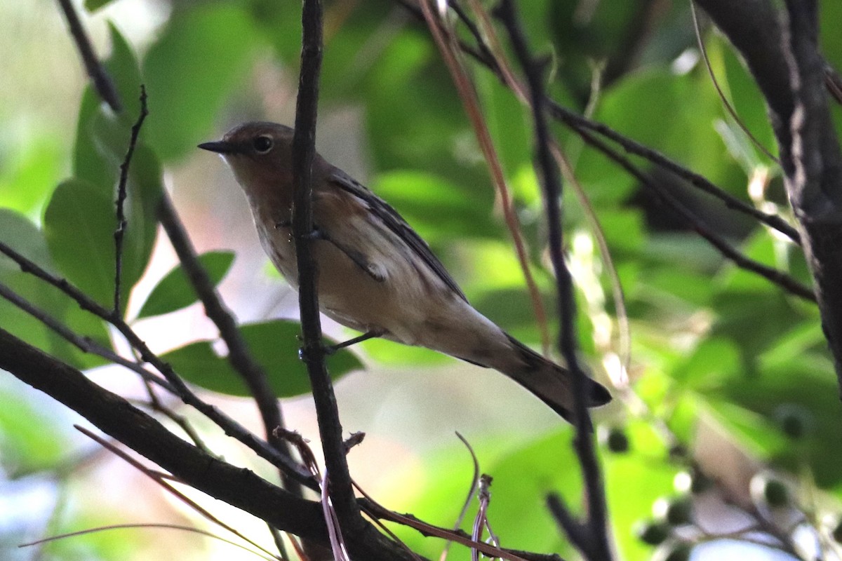Yellow-rumped Warbler - ML645621802