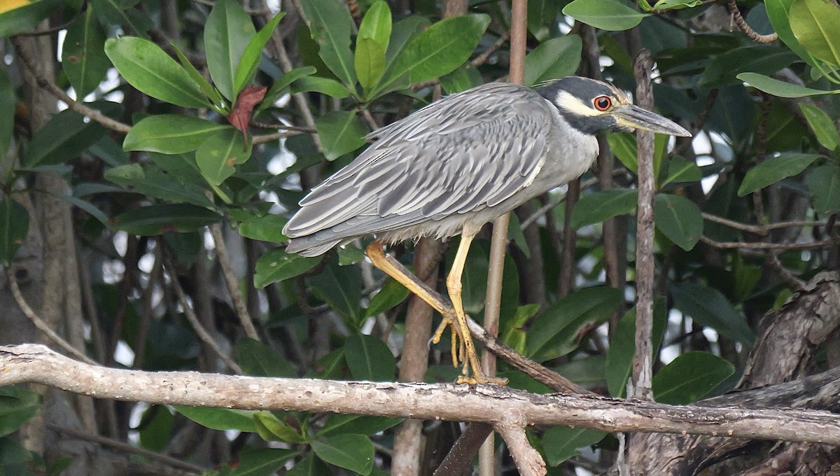 Yellow-crowned Night Heron - ML645621813
