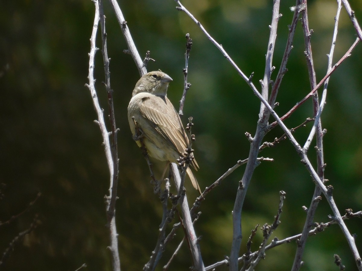 Greenish Yellow-Finch - ML645621826