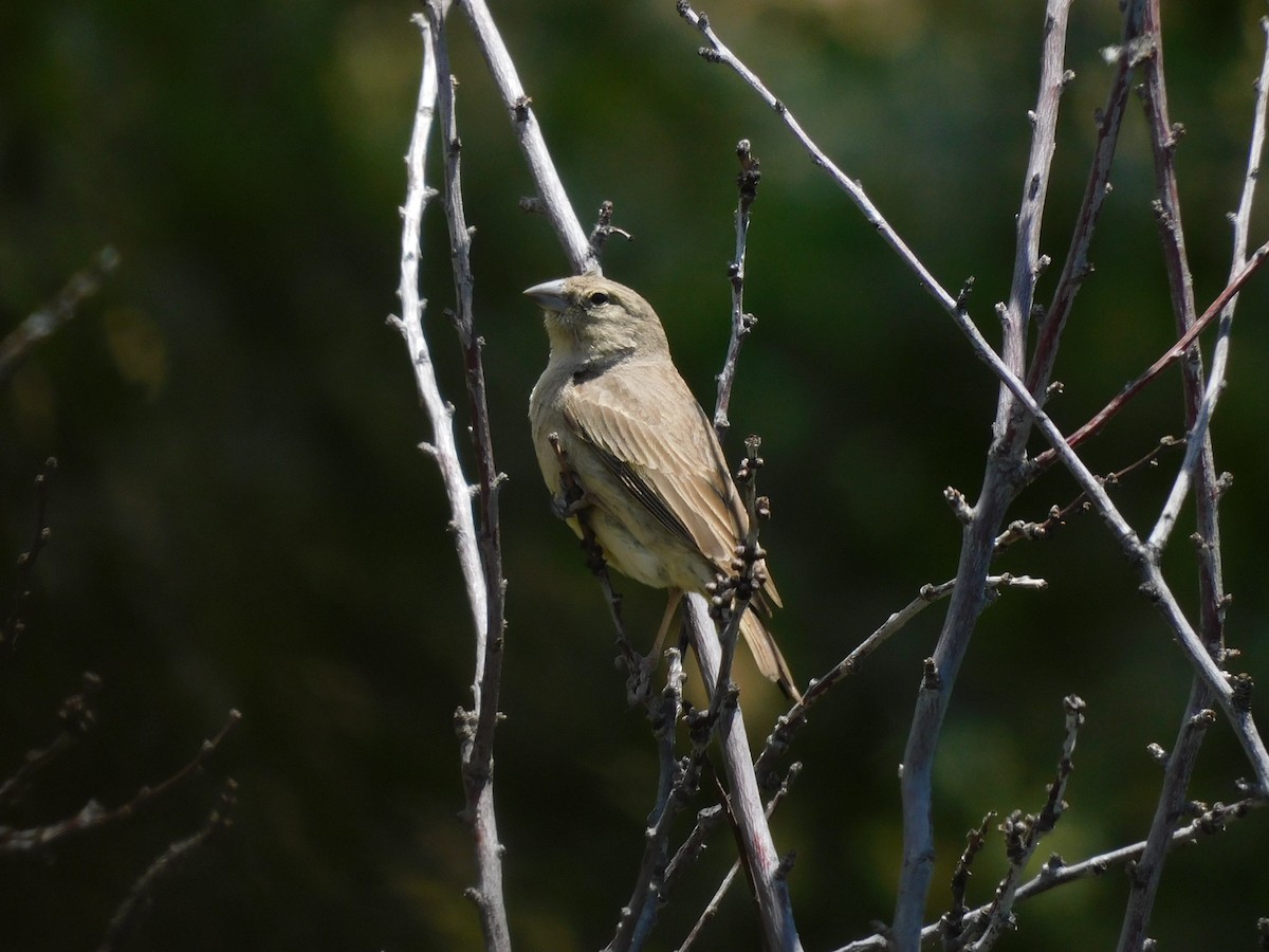 Greenish Yellow-Finch - ML645621827