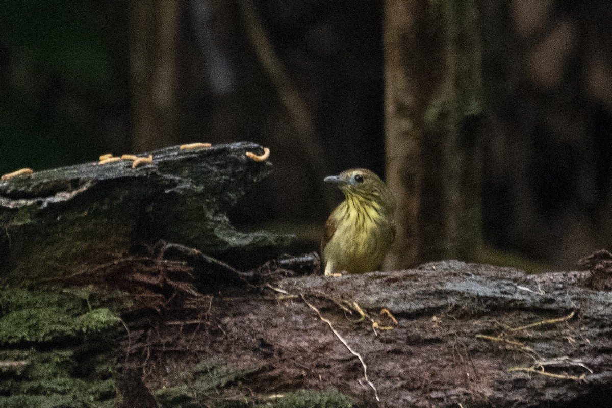 Pin-striped Tit-Babbler - ML645621829