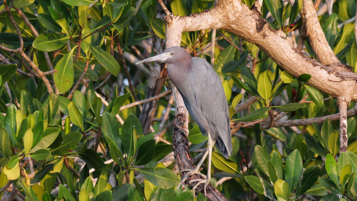 Little Blue Heron - ML645621835
