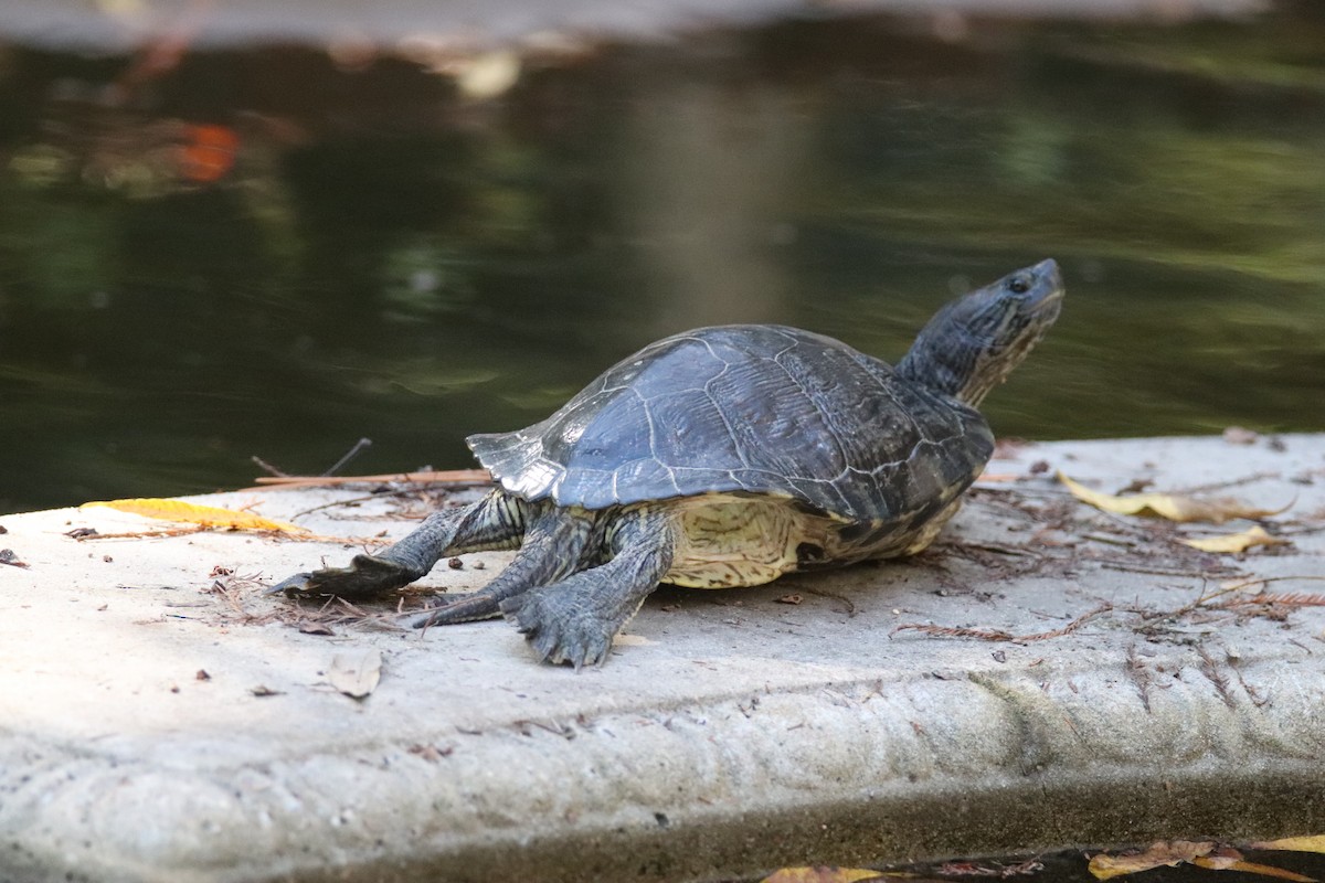 Animals - ML645621836