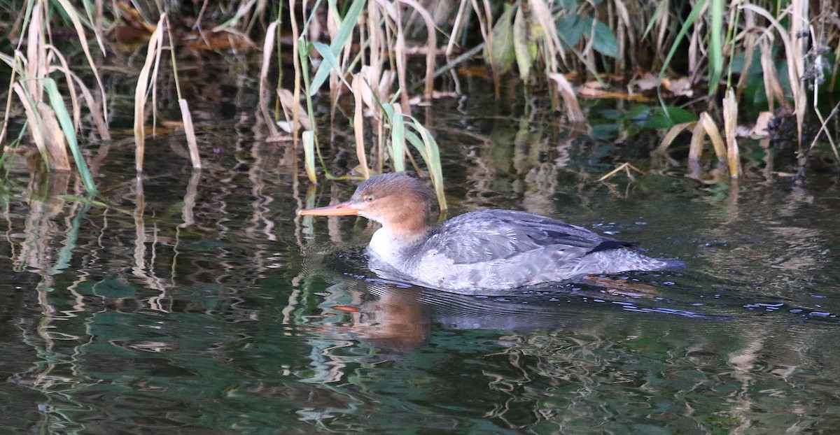 Хумхин бохио - ML645621844