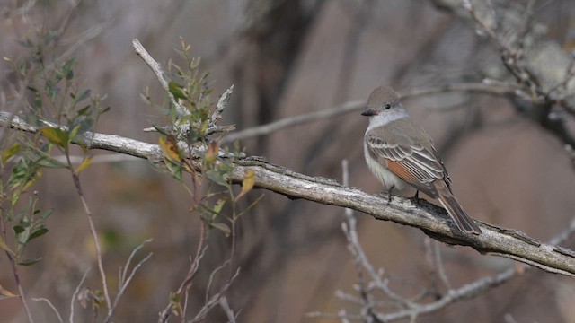 Ash-throated Flycatcher - ML645621847