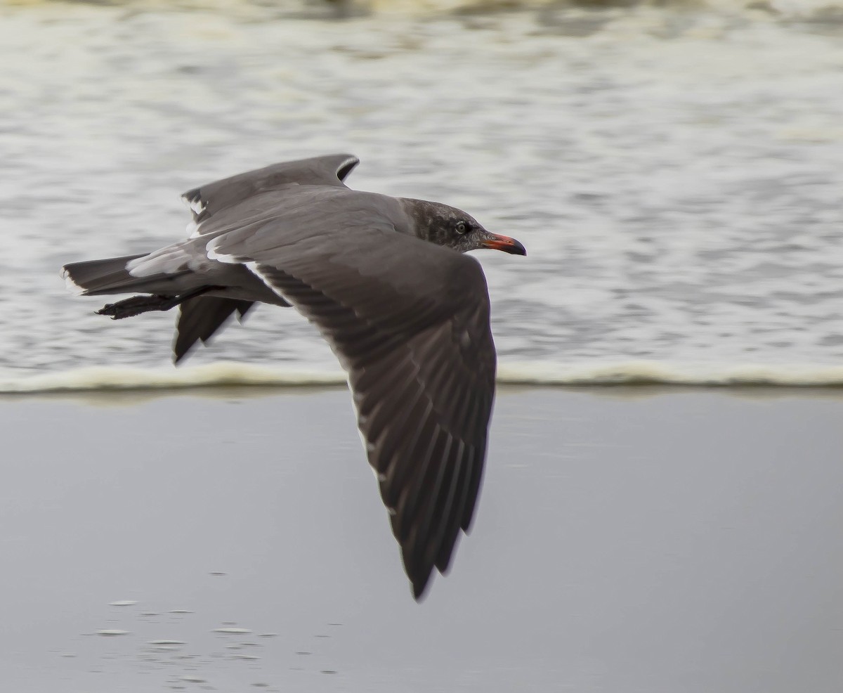Heermann's Gull - ML645621852