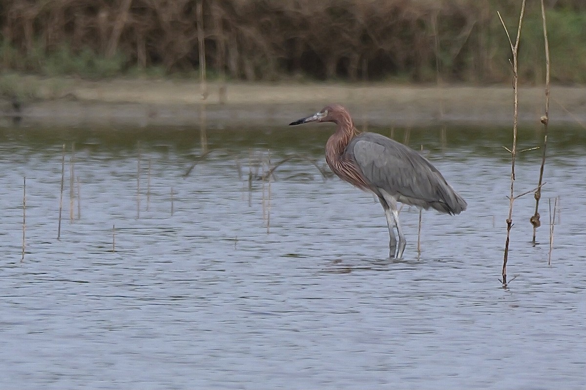 Reddish Egret - ML645621856