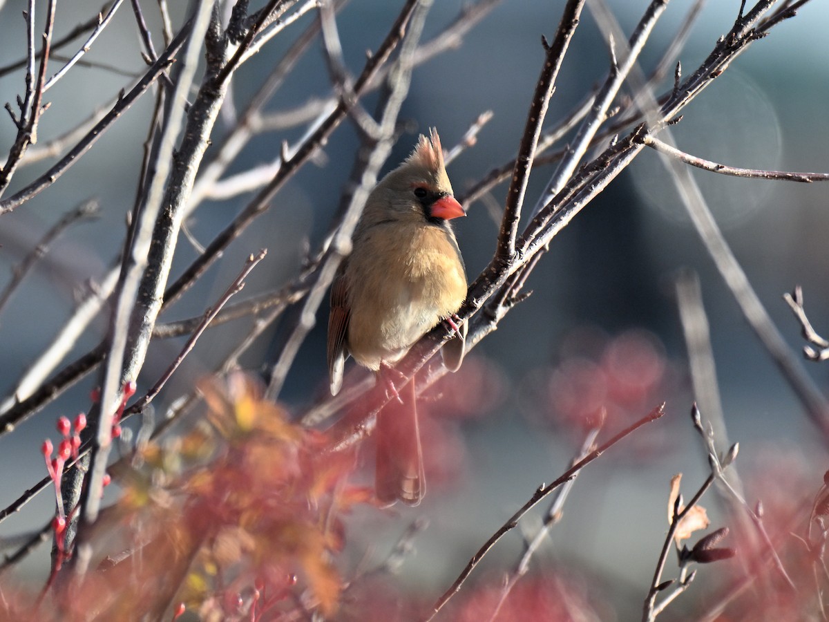 Northern Cardinal - ML645621857