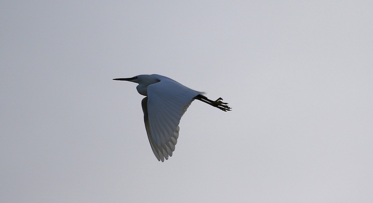 Хурган дэглий - ML645621868