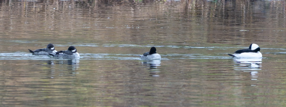 hohol bělavý - ML645621887