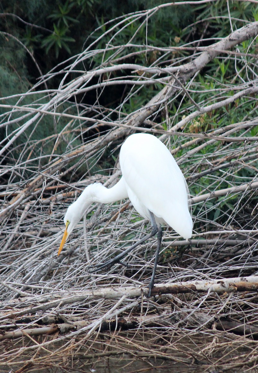 Great Egret - ML645621888