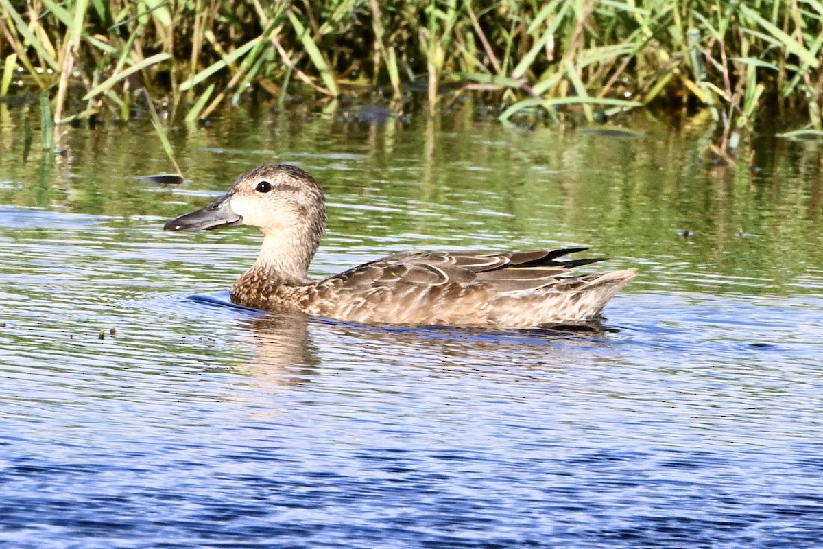 Cerceta Aliazul - ML645621899