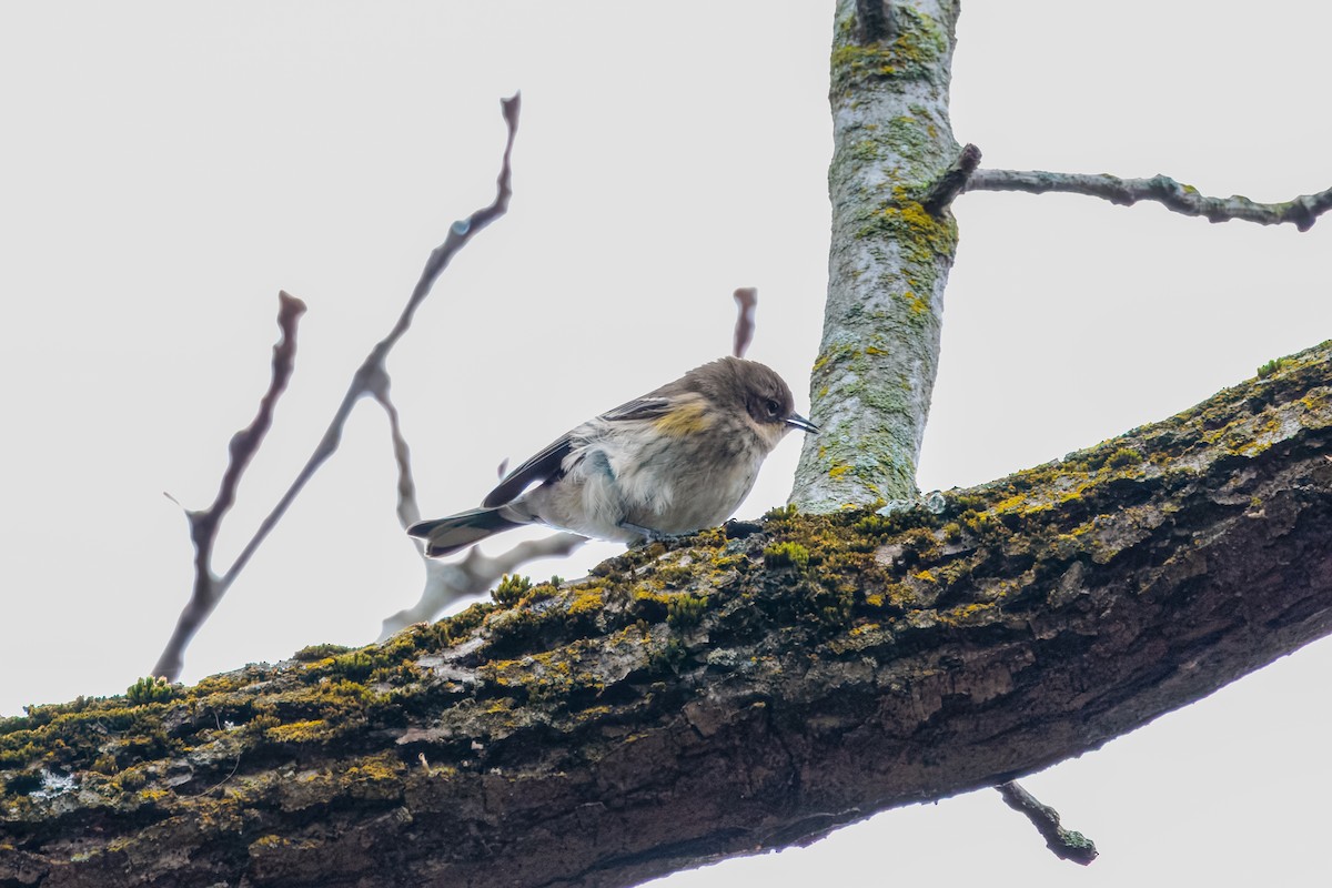 Yellow-rumped Warbler (Myrtle) - ML645621900