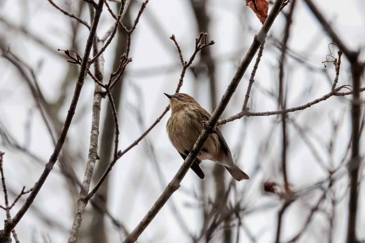 Yellow-rumped Warbler (Myrtle) - ML645621906