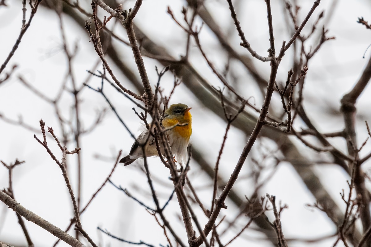 Northern Parula - ML645621912