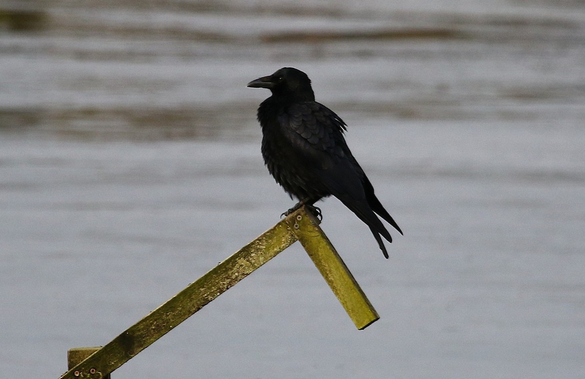 Хар хэрээ - ML645621913