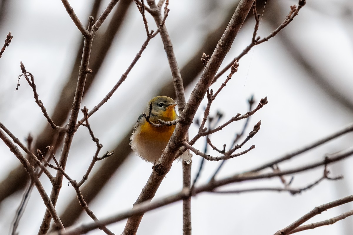 Northern Parula - ML645621916