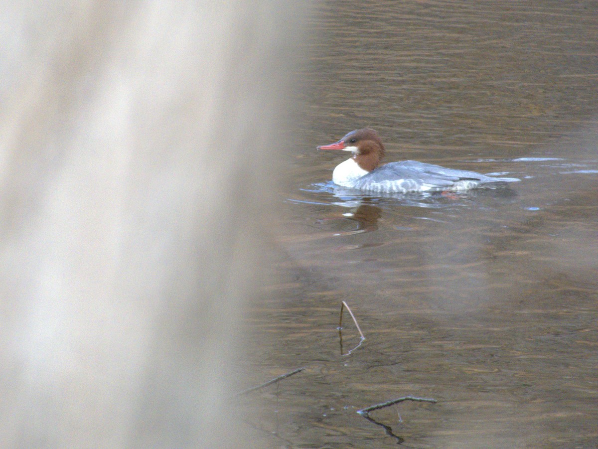 カワアイサ - ML645621920