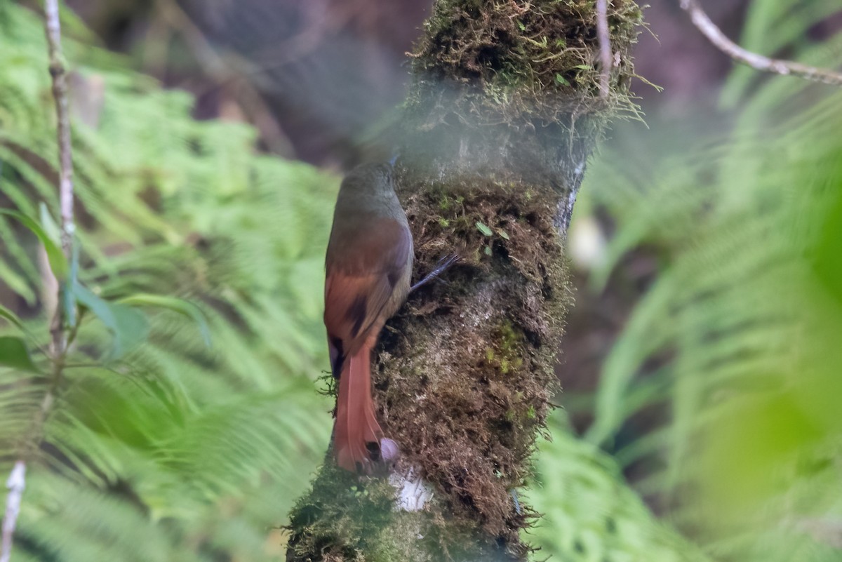 ヒメオニキバシリ - ML645621930