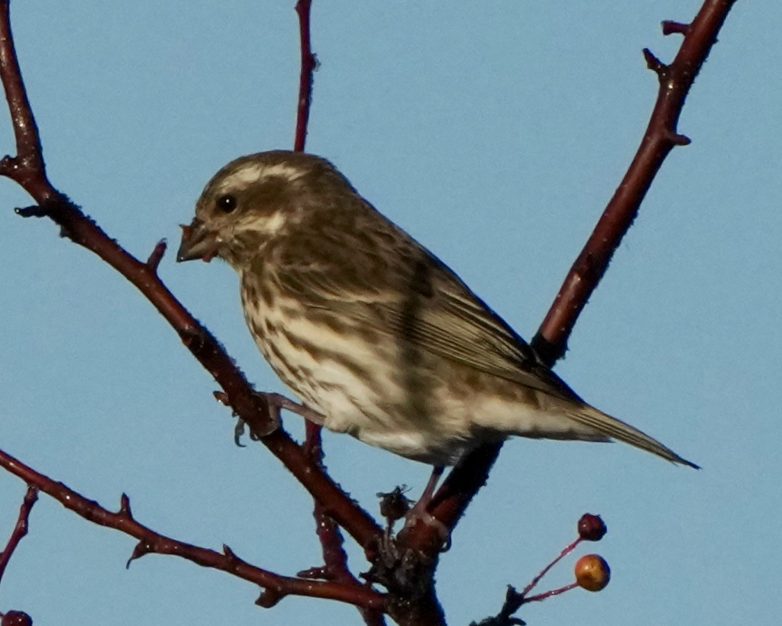 ムラサキマシコ - ML645621931