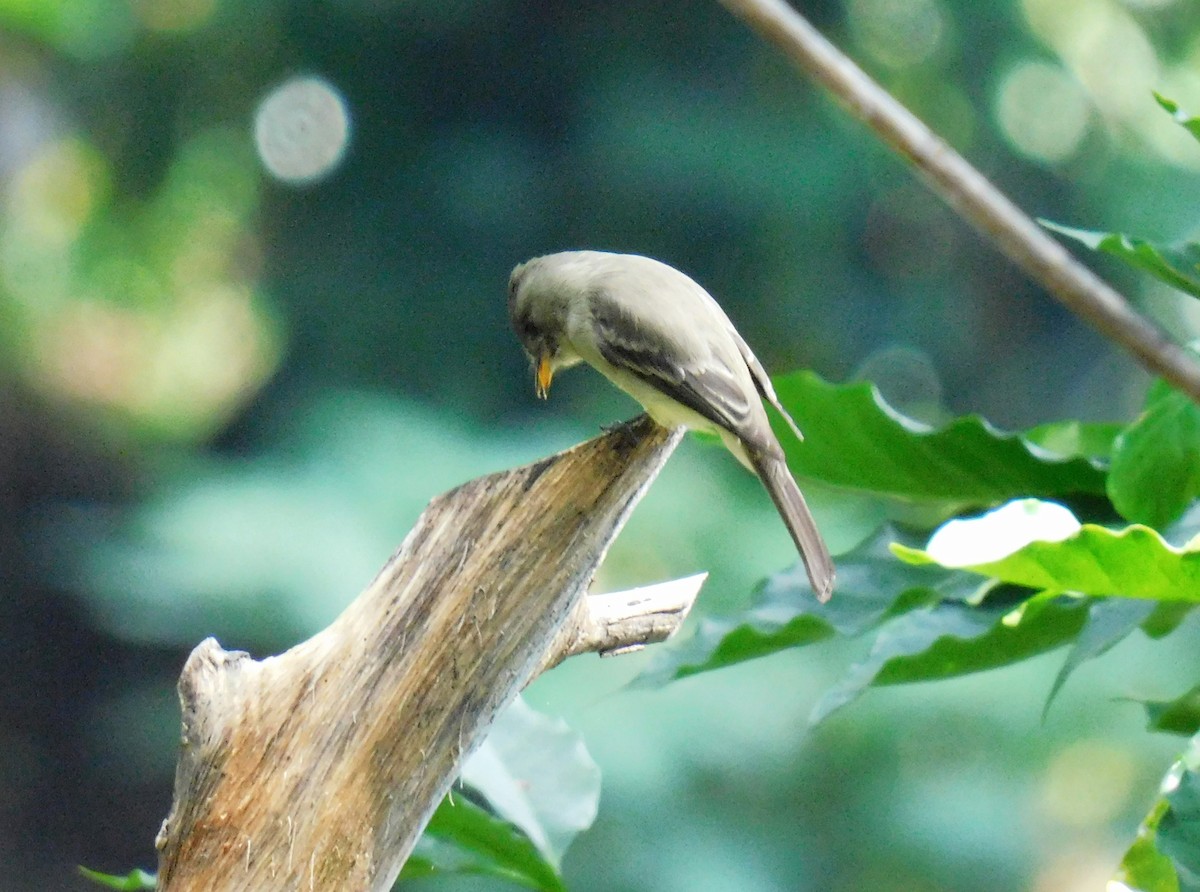 Northern Tropical Pewee - ML645621935