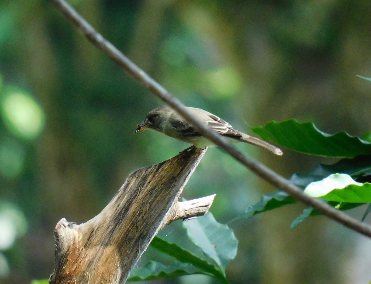 Northern Tropical Pewee - ML645621936